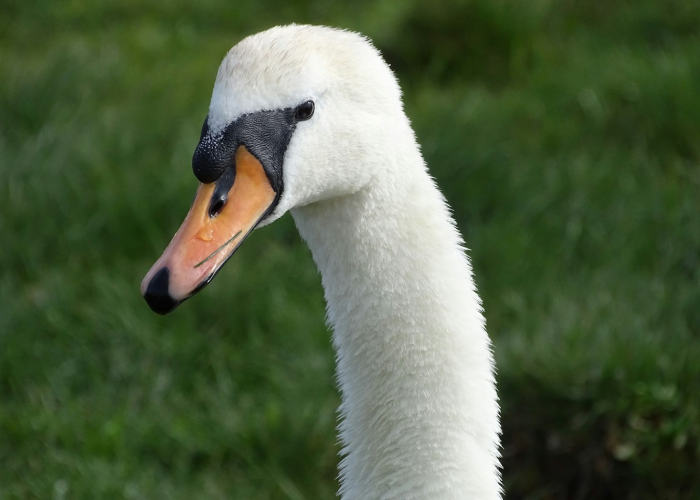 特朗普未经国会授权袭击伊朗，国会两党议员：违宪！| · 